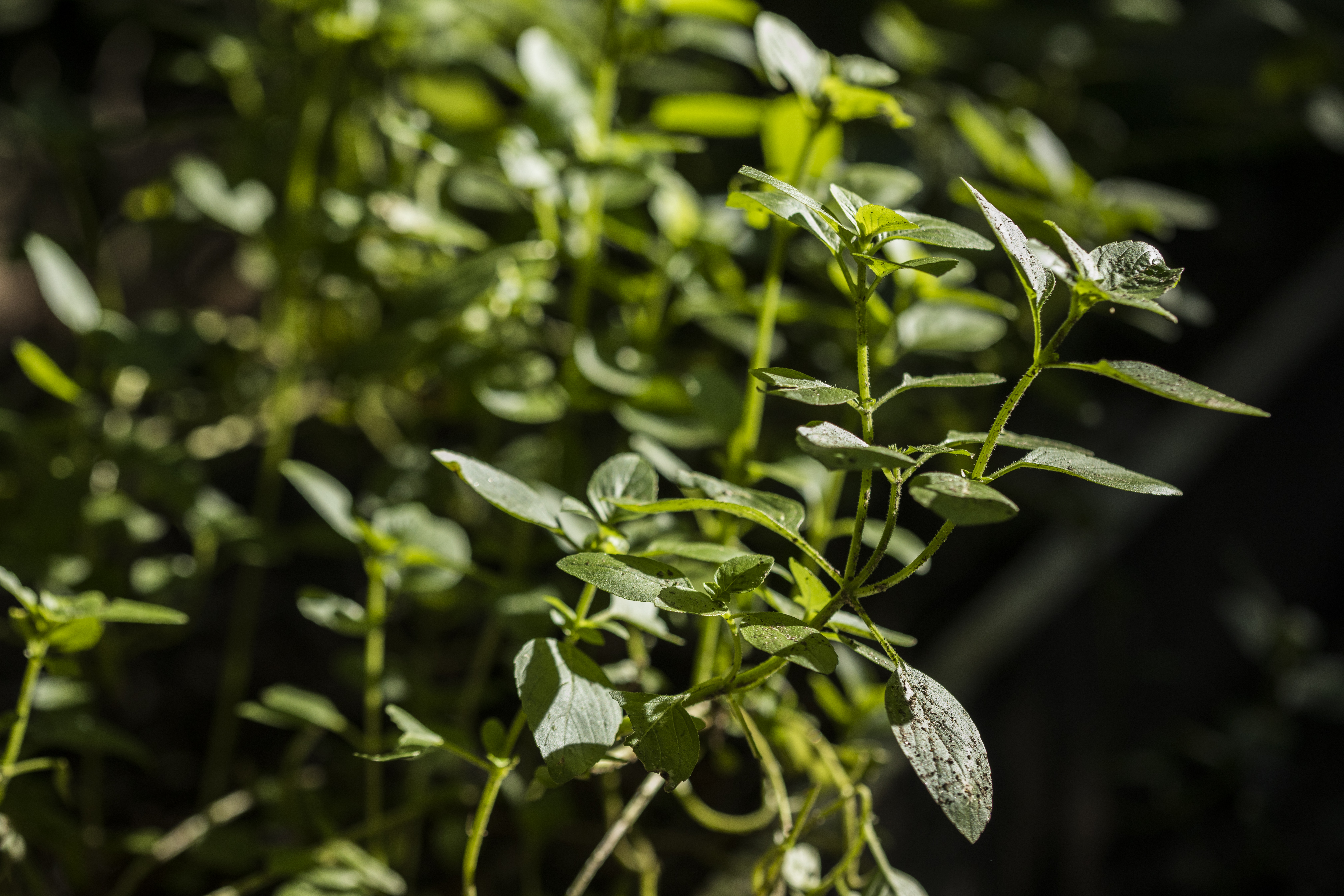 How to plant basil Organic Cycle