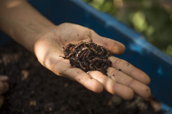 Dicas e curiosidades incríveis sobre compostagem doméstica com minhocas californianas