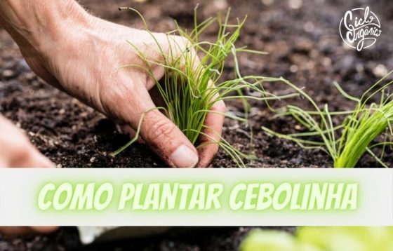 Saiba como plantar Cebolinha!