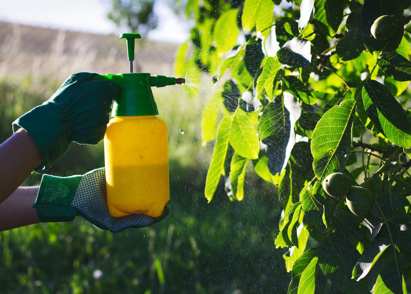 Insecticide naturel : 10 recettes simples à fabriquer maison