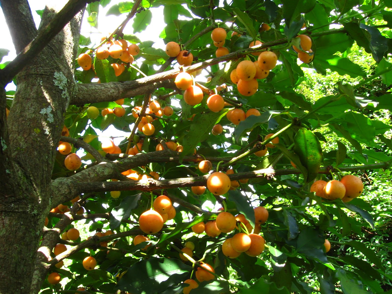 Tropical Treasure: How to Cultivate Bacupari and Enjoy its Fruits ...