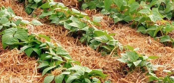 Segredos da Terra: Como o Mulching Transforma seu Jardim - Ciclo Orgânico